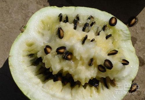 兰州籽瓜怎么吃止咳